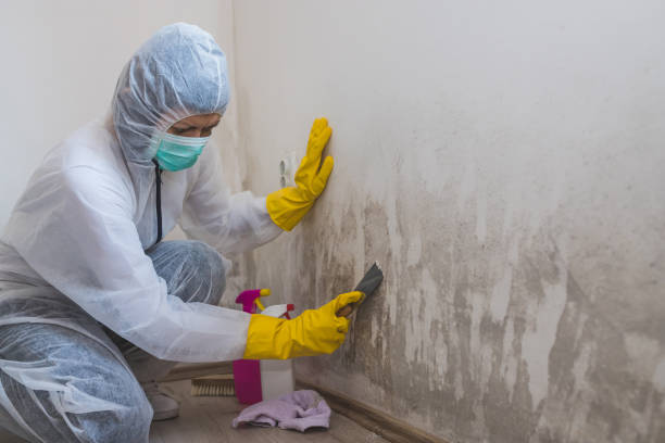 Best Crawl Space Mold Remediation in Lowell, NC