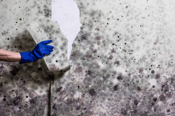 Best Commercial Mold Remediation in Lowell, NC